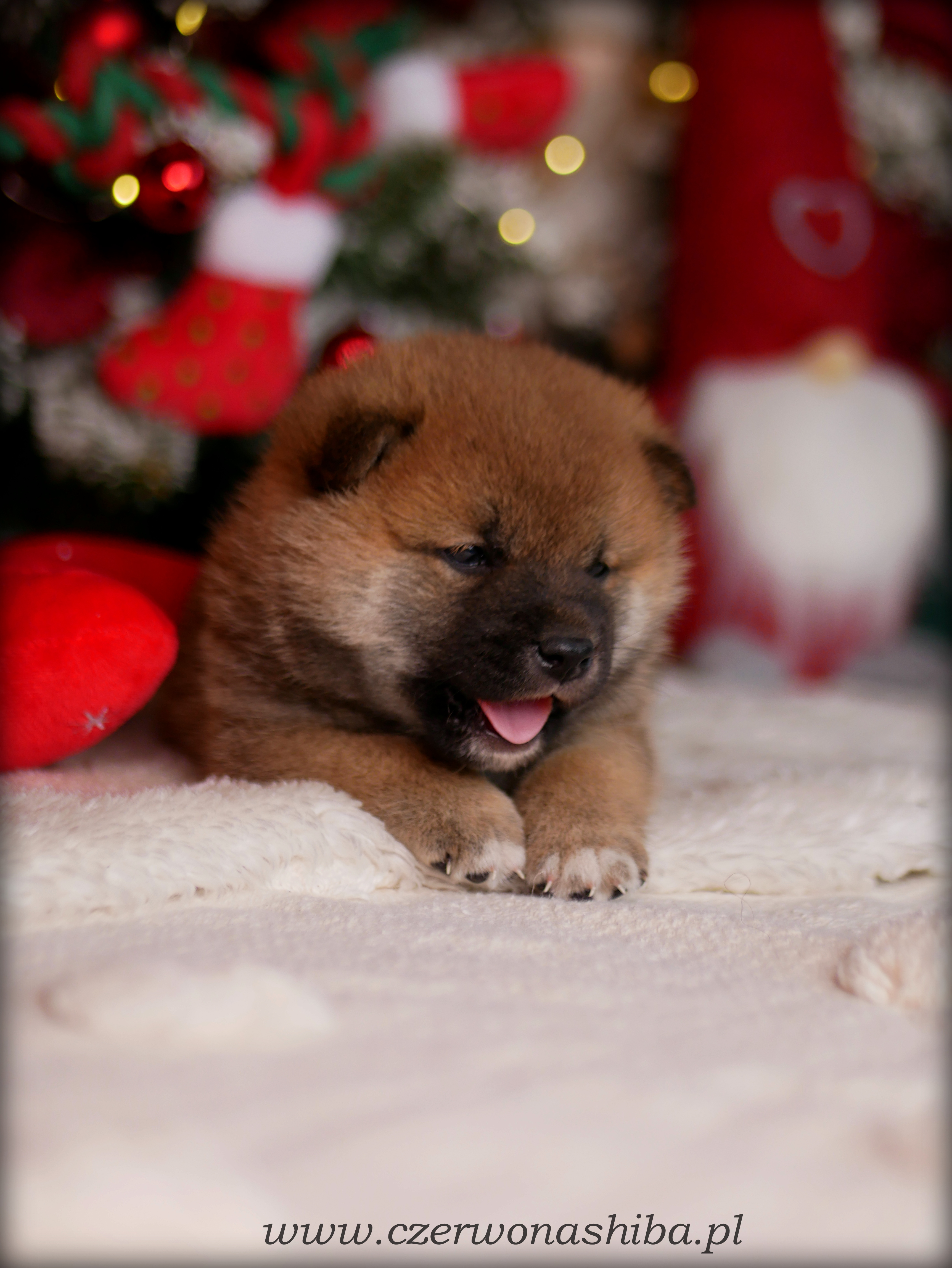 szczeniak shiba inu