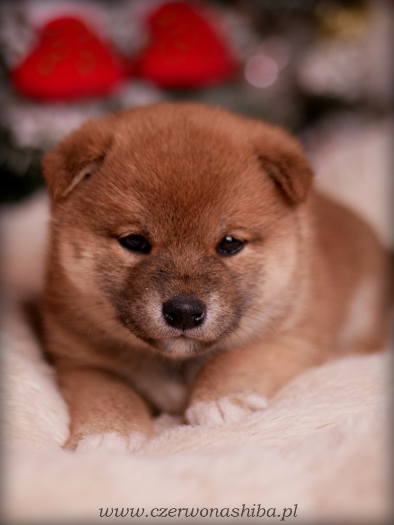 szczeniak shiba inu