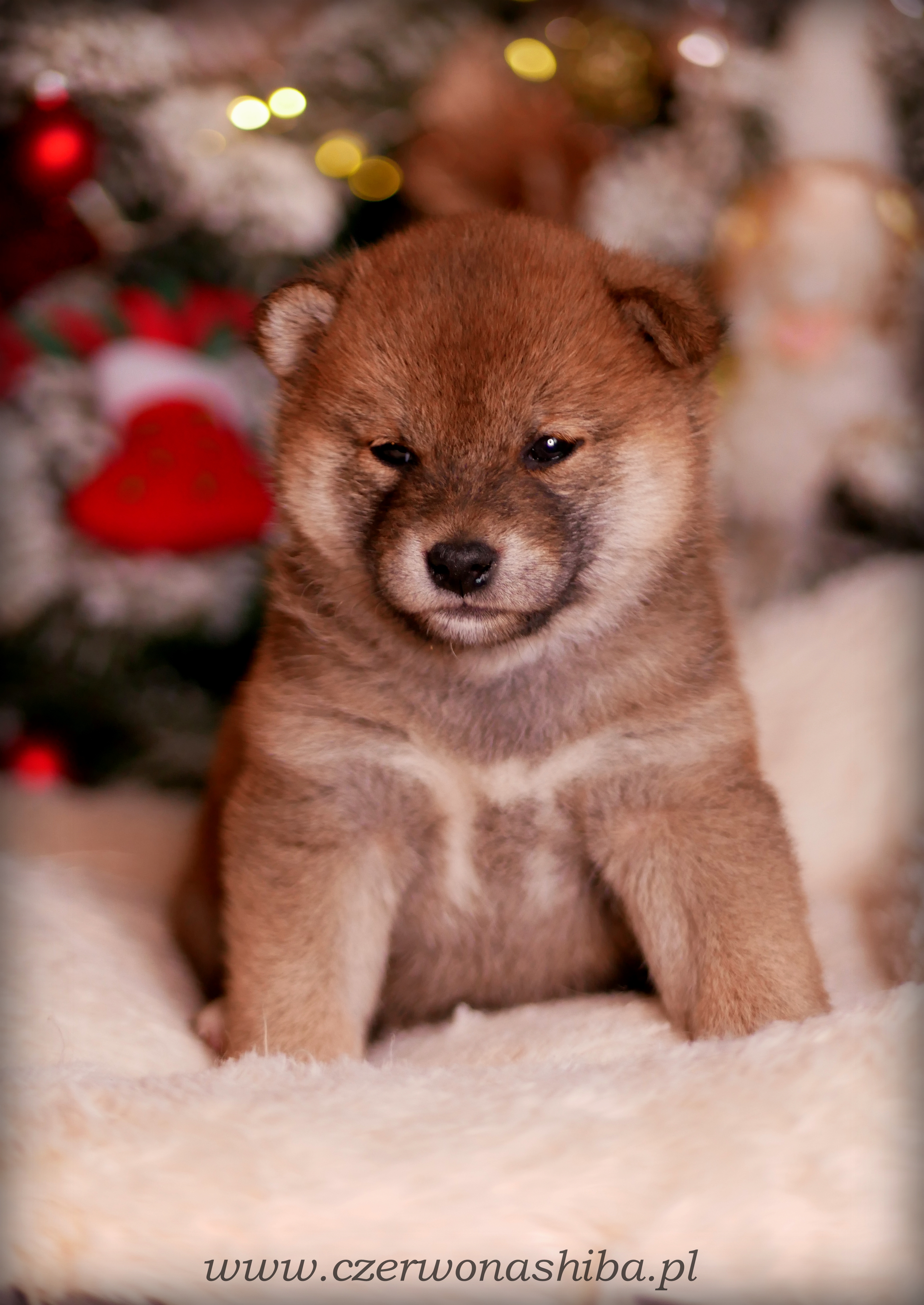 szczeniak shiba inu