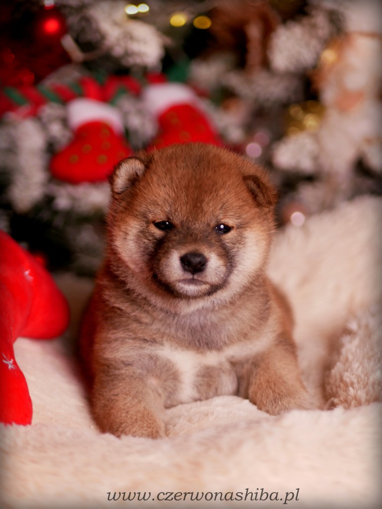 szczeniak shiba inu