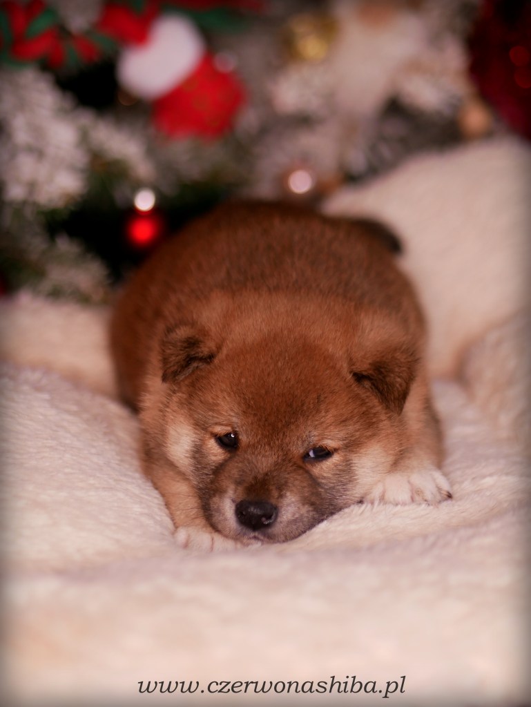 szczeniak shiba inu