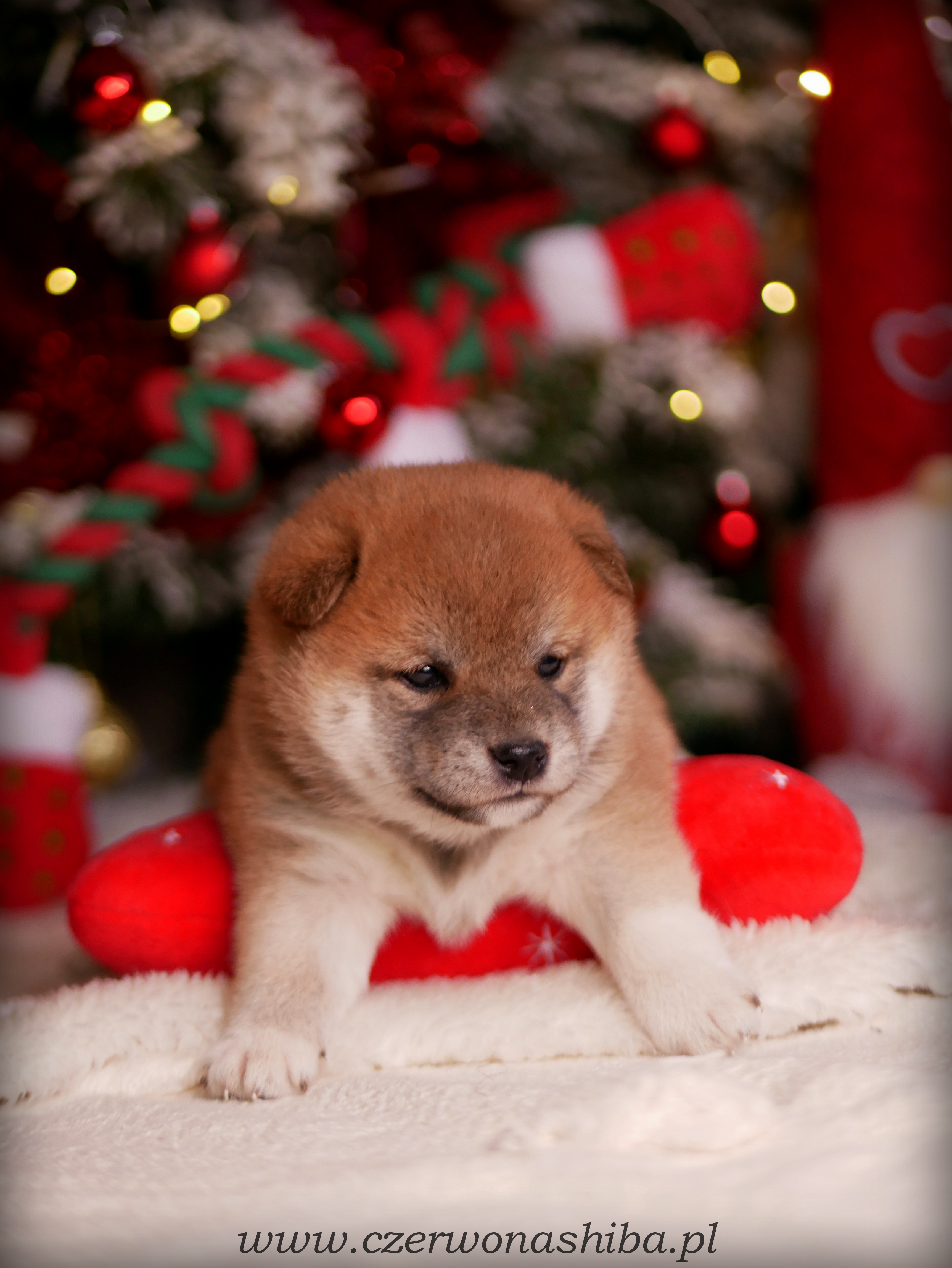 szczeniak shiba inu